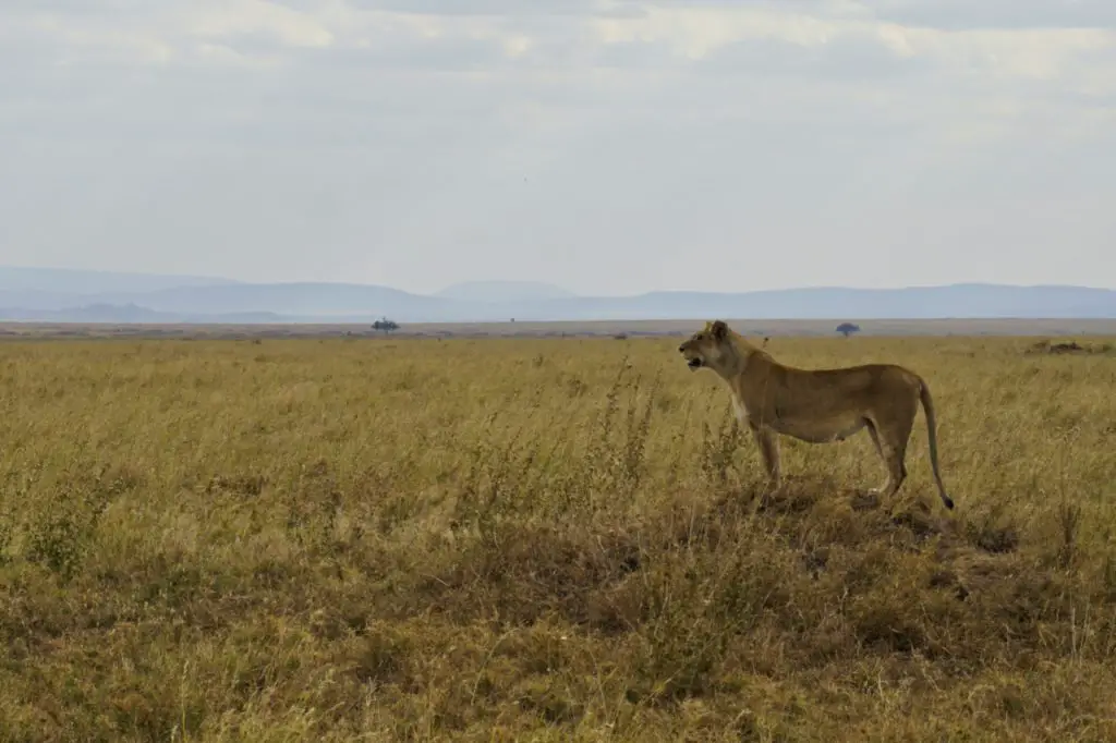 Lioness in the Serengeti National Park , Tanzania - Experiencing the Globe