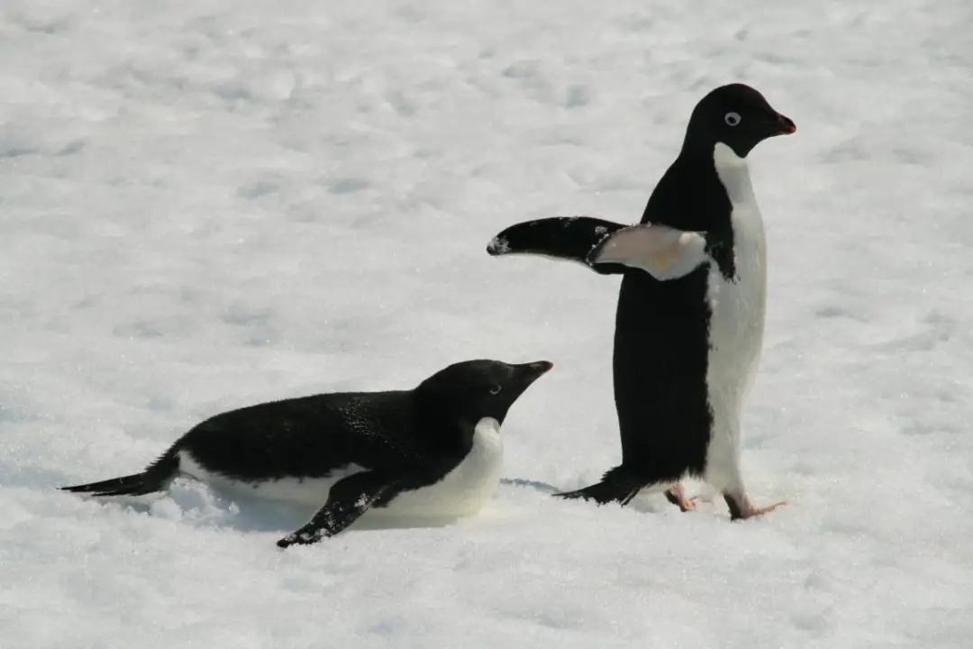 Adelie Penguins in Antarctica - The Nomadic Vegan