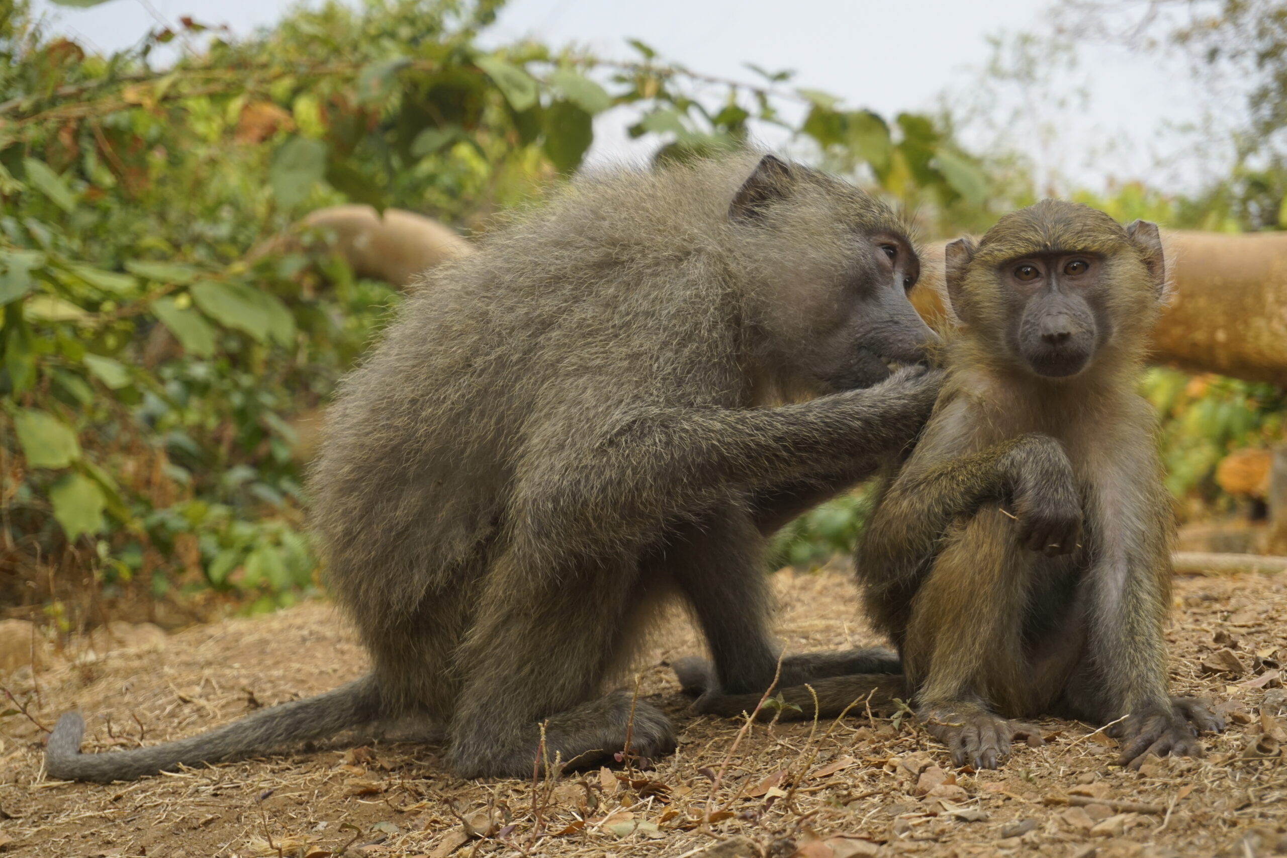 Baboons at Gombe National Park, Tanzania - Experiencing the Globe