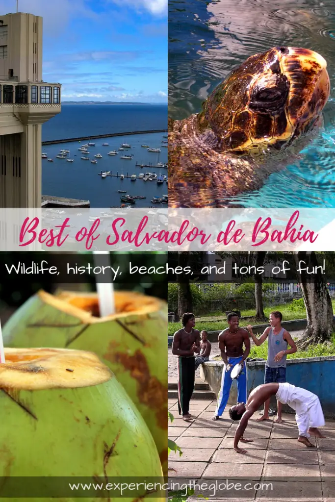 A trip thought to be all about drinking caipirinhas while sunbathing, ended up being about wildlife, history and architecture too. Brazil is so much more than drinks and beaches! – Experiencing the Globe #Salvador # SalvadorDaBahia #Brazil #SouthAmerica #Caipirinha #TravelExperiences #BeautifulDestinations #Wanderlust #MeetTheLocals
