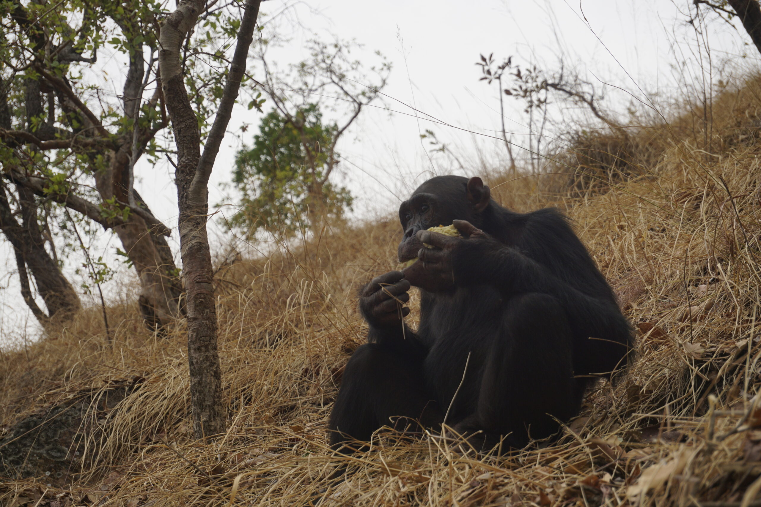 Chimpanzee at Gombe National Park, Tanzania - Experiencing the Globe