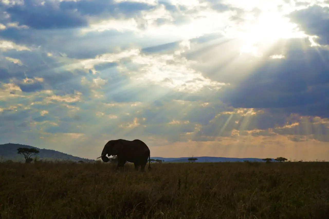 Elephant in Serengeti National Park, Tanzania - Experiencing the Globe