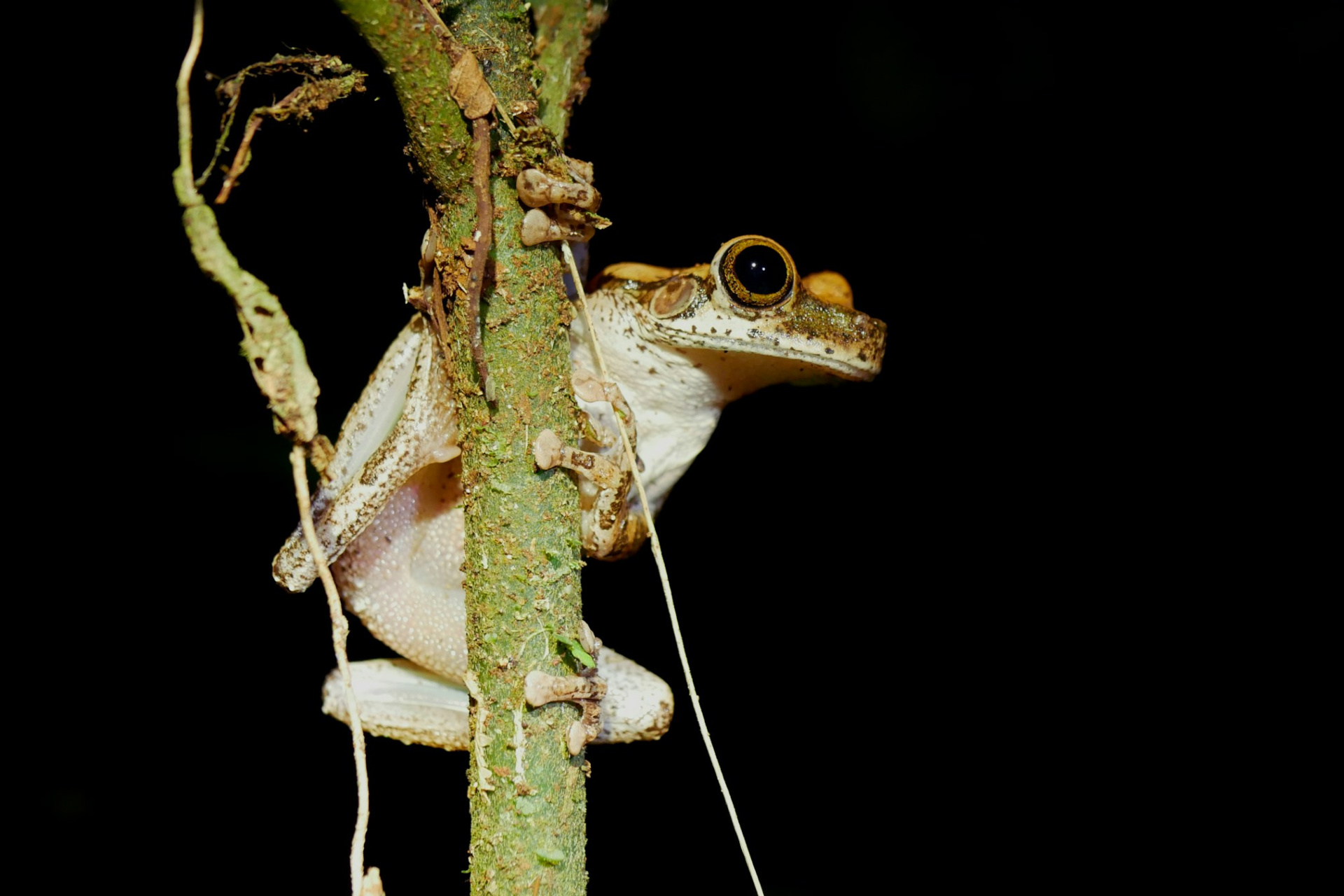 Frog at Manu National Park, Peru