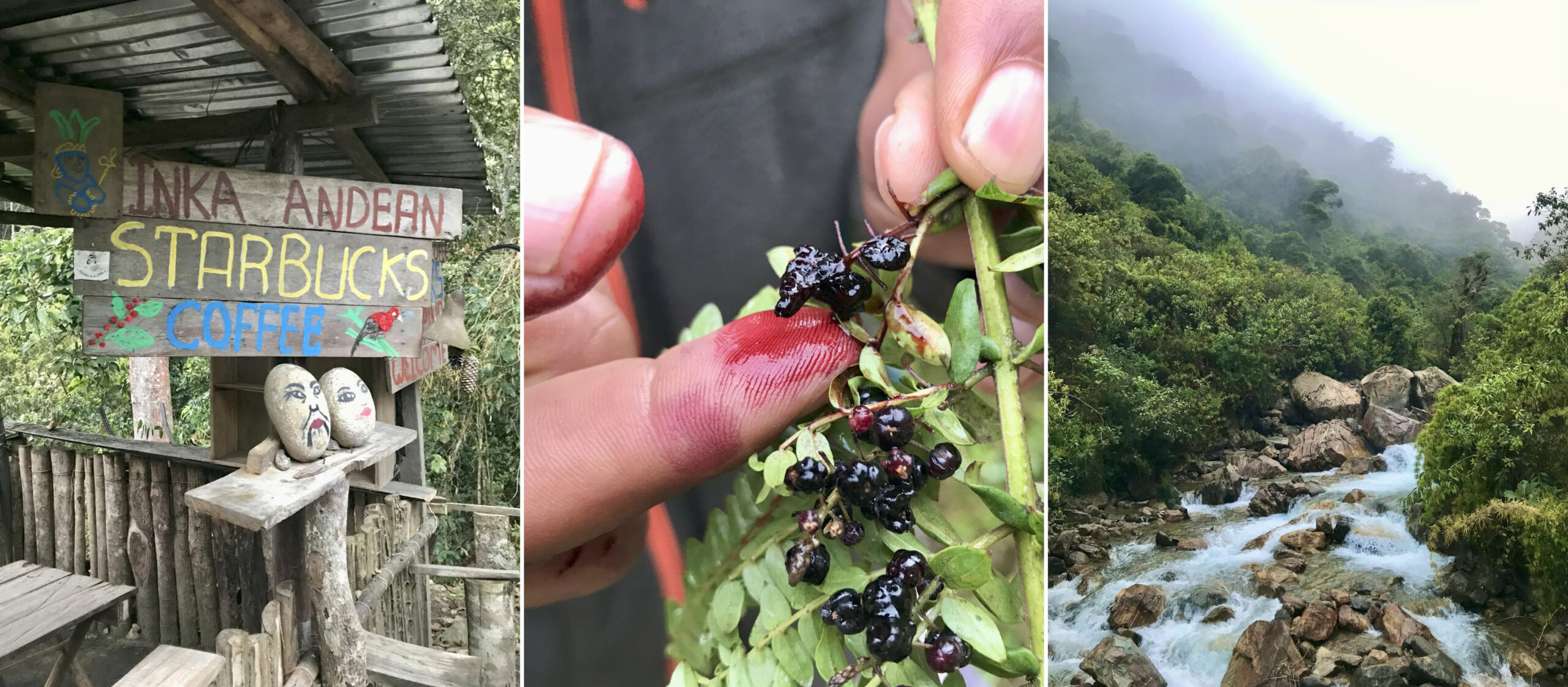 High Jungle - trek to Machu Picchu - Experiencing the Globe