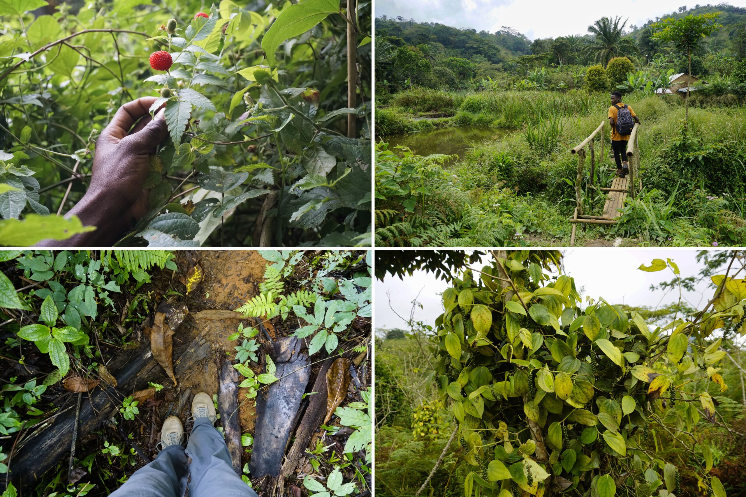 Hiking and wild spices in the Magaroto Forest, East Usambaras, Tanzania - Experiencing the Globe