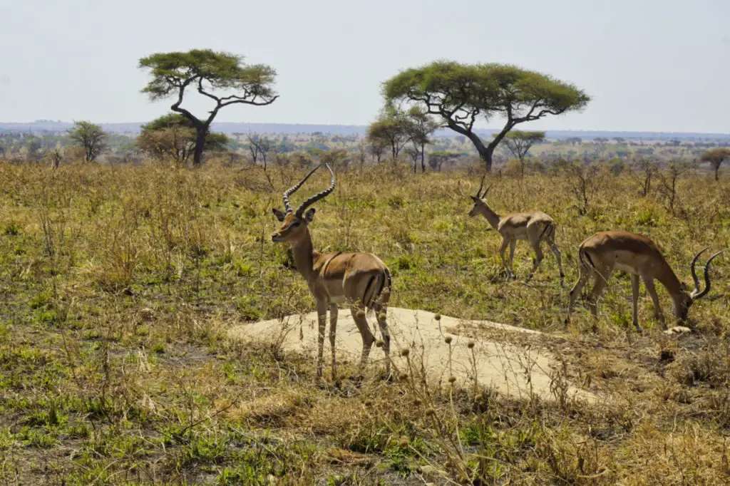 Impalas in the Serengeti National Park, Tanzania - Experiencing the Globe