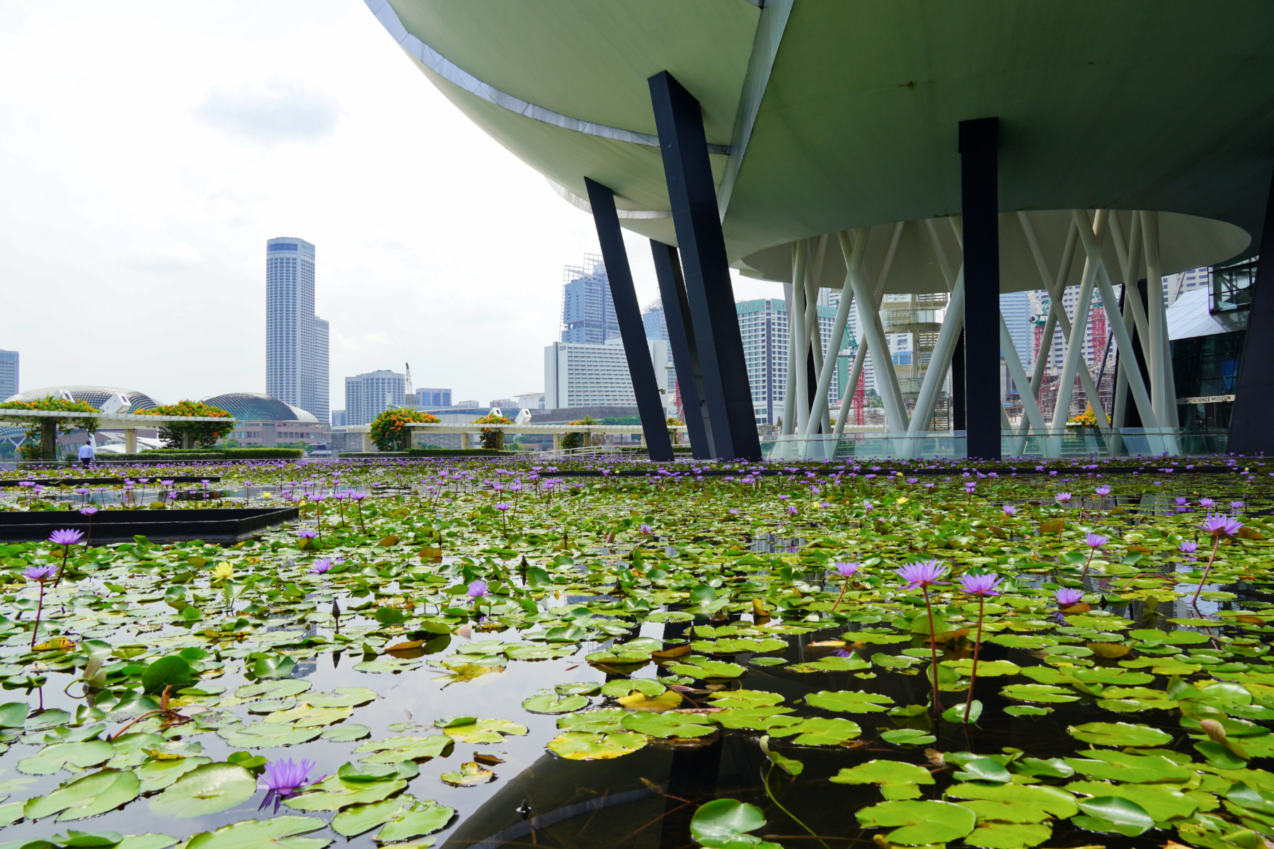 Lotus pond under ArtScience Museum, Marina Bay, Singapore - Experiencing the Globe