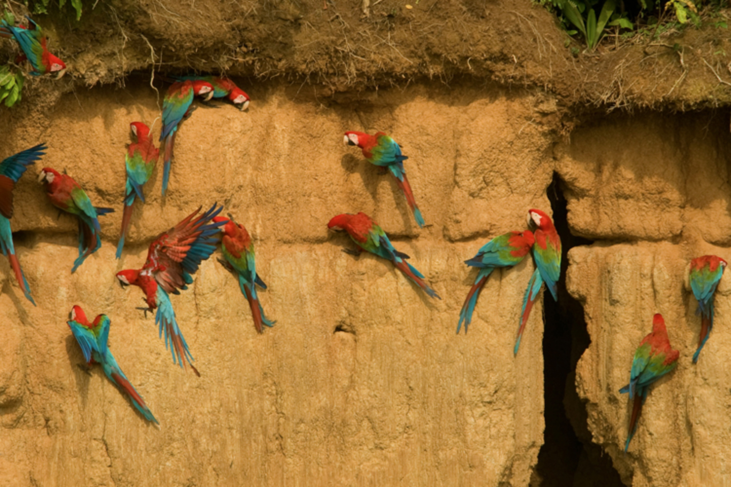 Macaws in Manu National Park