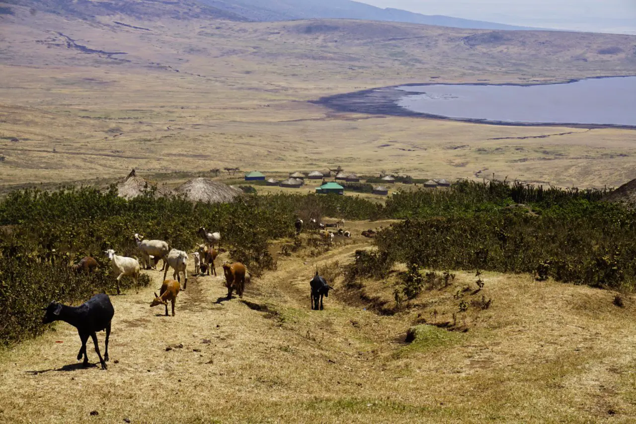 Masai village on the rim of the Ngorongoro Conservation Area, Tanzania - Experiencing the Globe