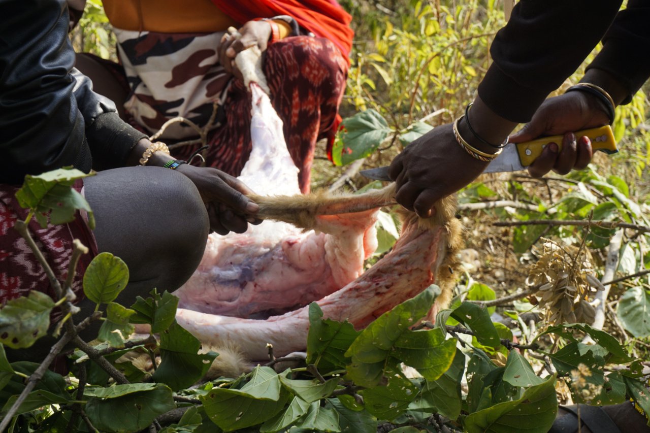 Masai warriors butchering a sheep for a medicinal rite, Tanzania - Experiencing The Globe