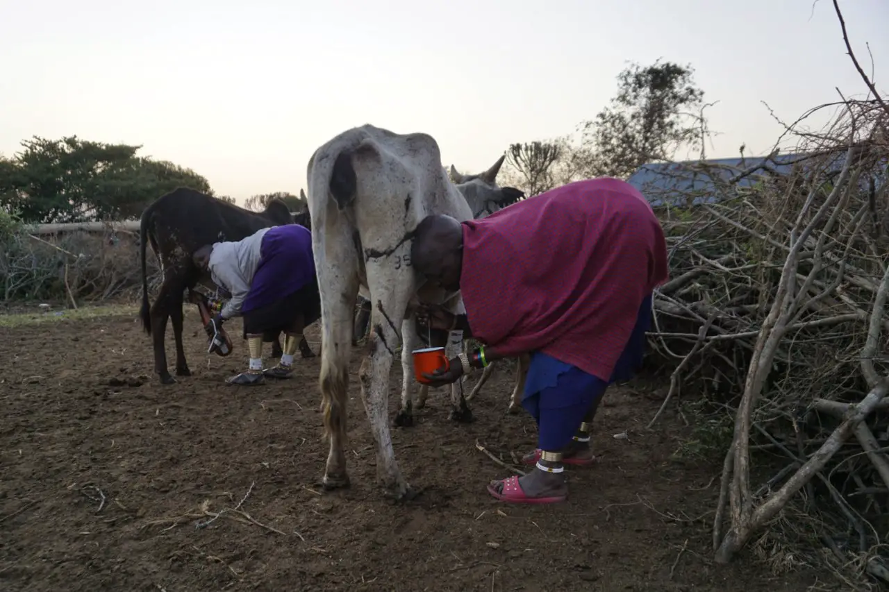 Masai women milking the cows, Tanzania - Experiencing The Globe