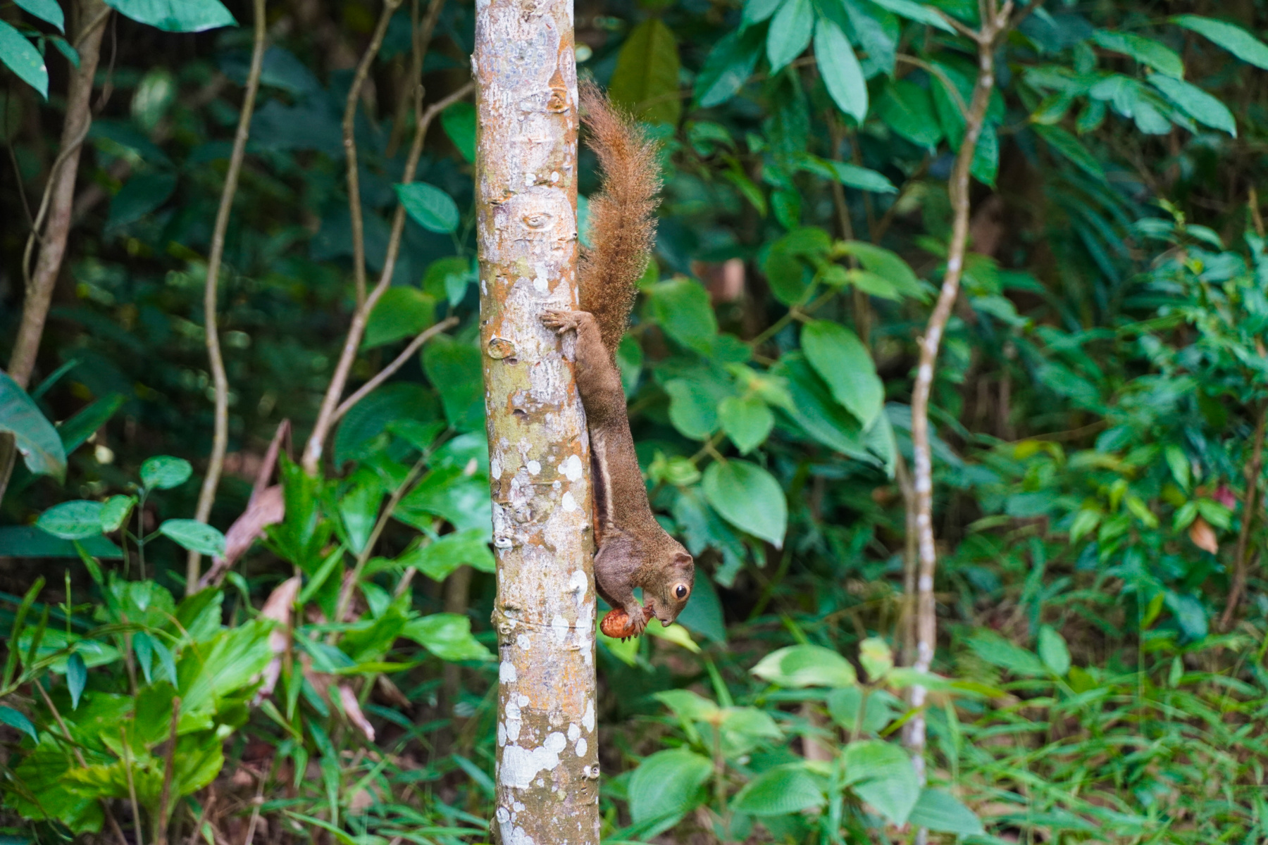 Squirrel in Telok Blangah Hill Park, Southern Ridges, Singapore - Experiencing the Globe