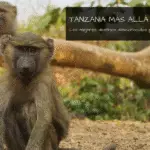 ¿Quieres explorar destinos desconocidos en Tanzania? Esta guía te lleva a sus rincones más ocultos: desde montañas cubiertas de niebla y lagos remotos hasta culturas ancestrales y vida silvestre insular. Un viaje lento por paisajes salvajes y pueblos fuera del radar turístico, con destinos alternativos para amantes de la naturaleza mucho más allá de la ruta de los safaris