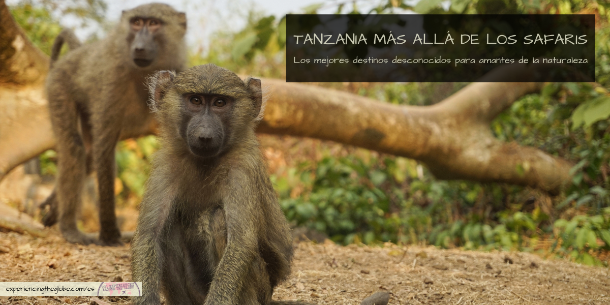 ¿Te gustaría descubrir una Tanzania diferente? Esta guía te lleva a sus rincones más escondidos: desde montañas envueltas en niebla y lagos remotos, hasta culturas ancestrales y vida silvestre en islas poco exploradas. Un viaje lento por paisajes indómitos y pueblos fuera del radar turístico, con destinos alternativos para amantes de la naturaleza que buscan ir más allá de la clásica ruta de safaris
