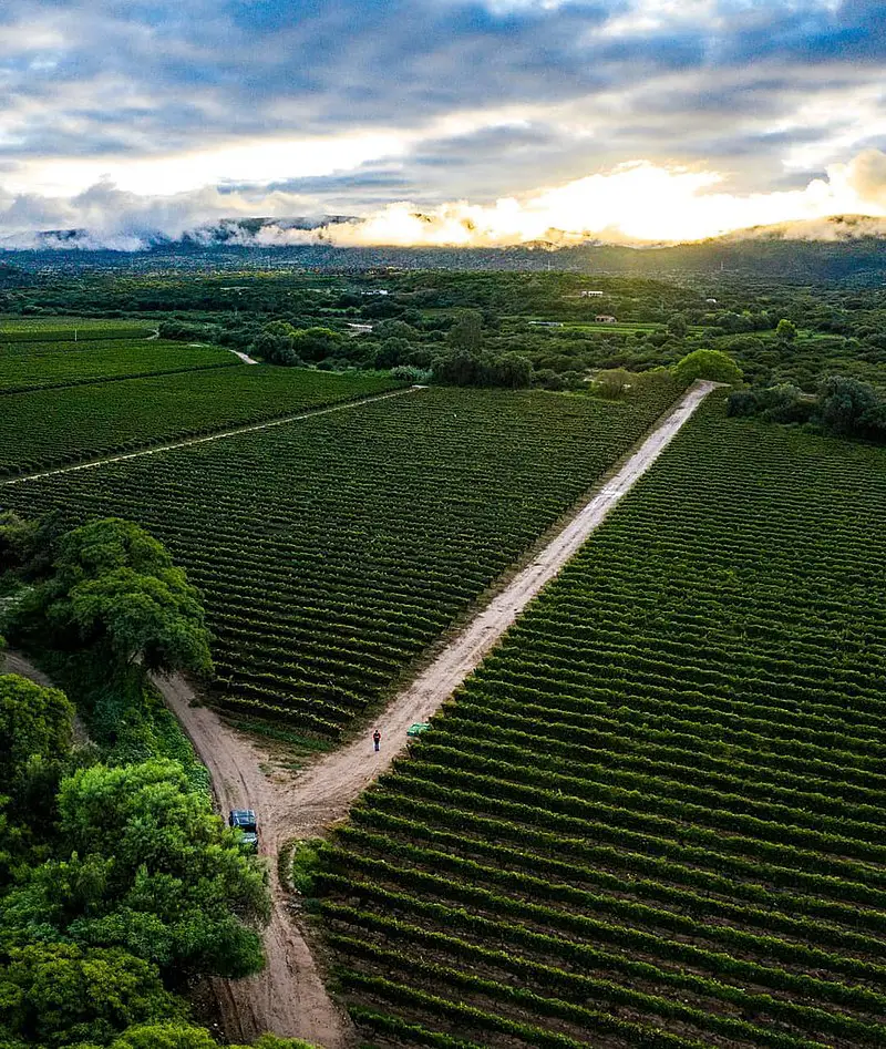 Tarija's vineyards, Bolivia