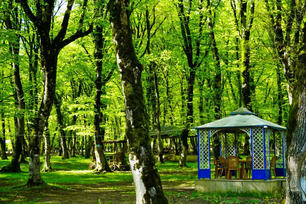 Tea in the forest, Ismailli, Azerbaijan