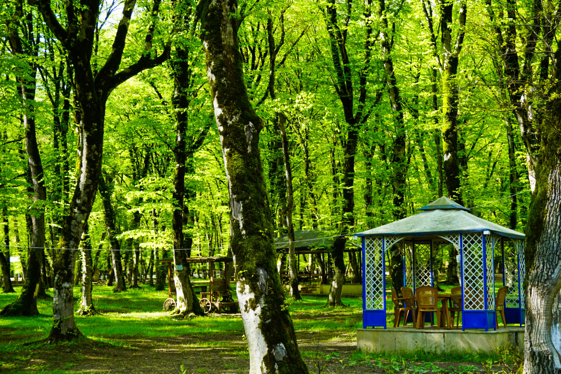 Tea in the forest, Ismailli, Azerbaijan – Experiencing the Globe