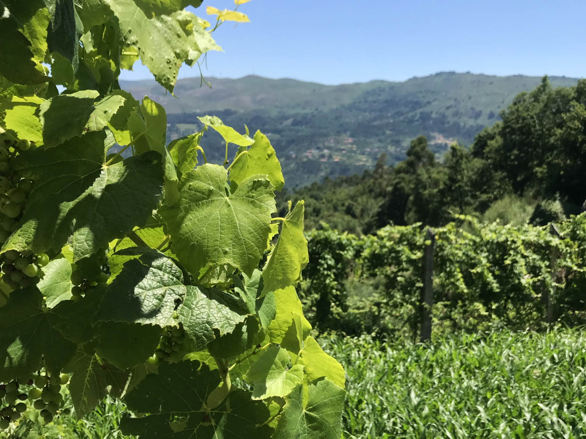 Vinho Verde, Minho, Portugal, Portuguese wine - Experiencing the Globe