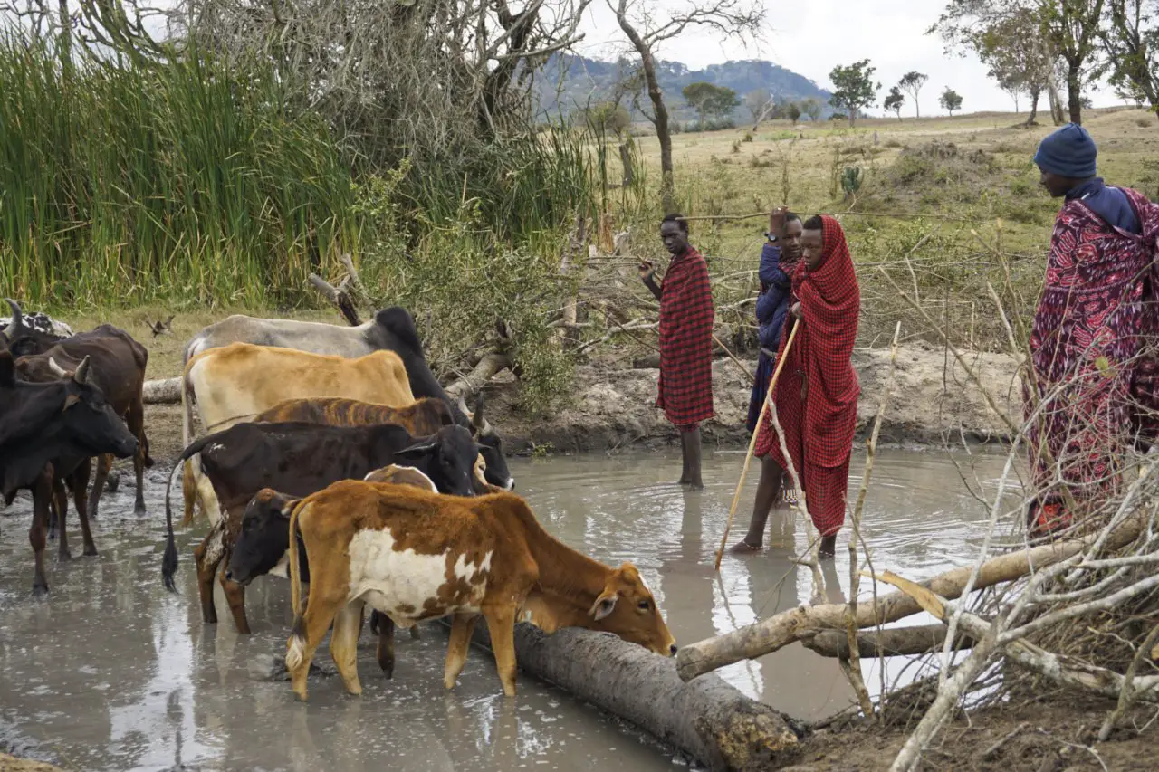 Waterhole where the Masai take their cows during dry season, Tanzania - Experiencing The Globe