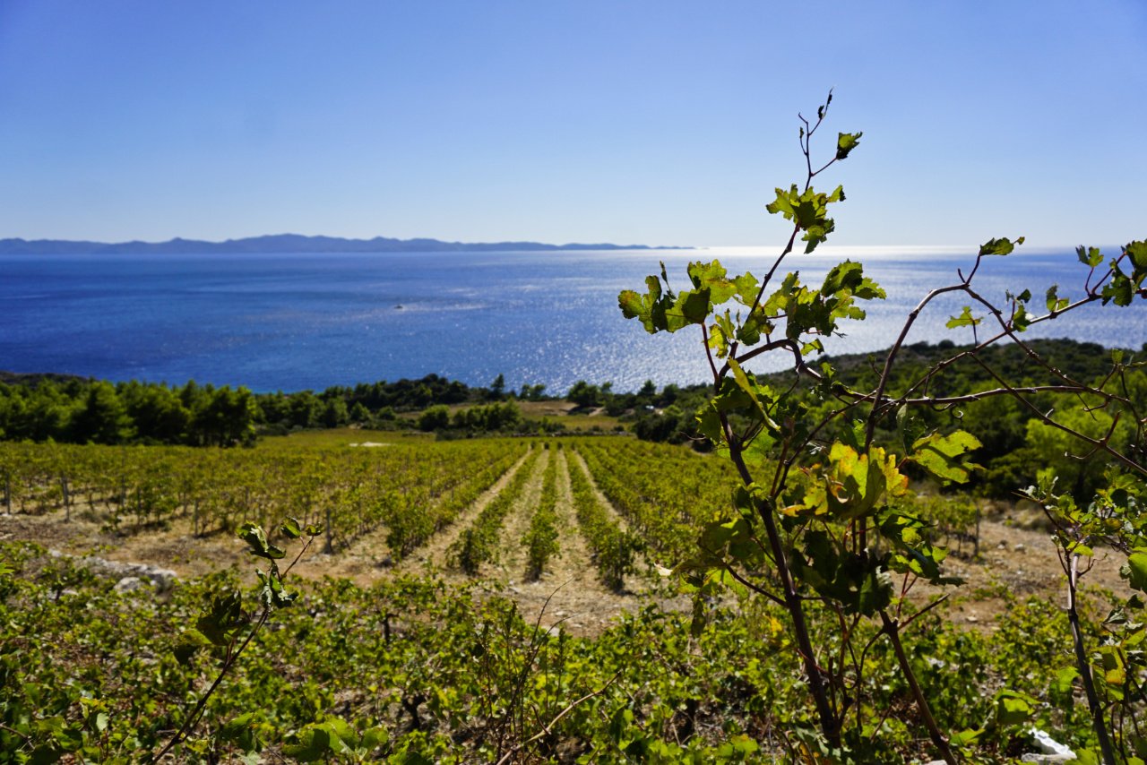 Wine from Croatia, Dingac slopes, Peljesac - Experiencing the Globe
