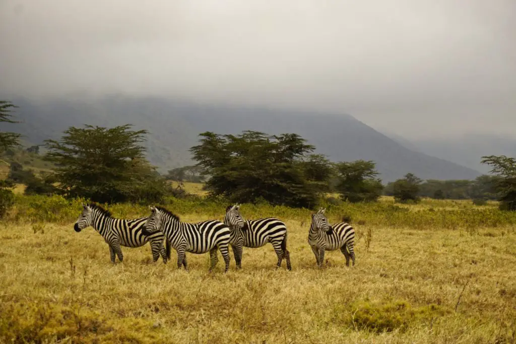 Zebras in Ngorongoro Conservation Area, Tanzania - Experiencing the Globe